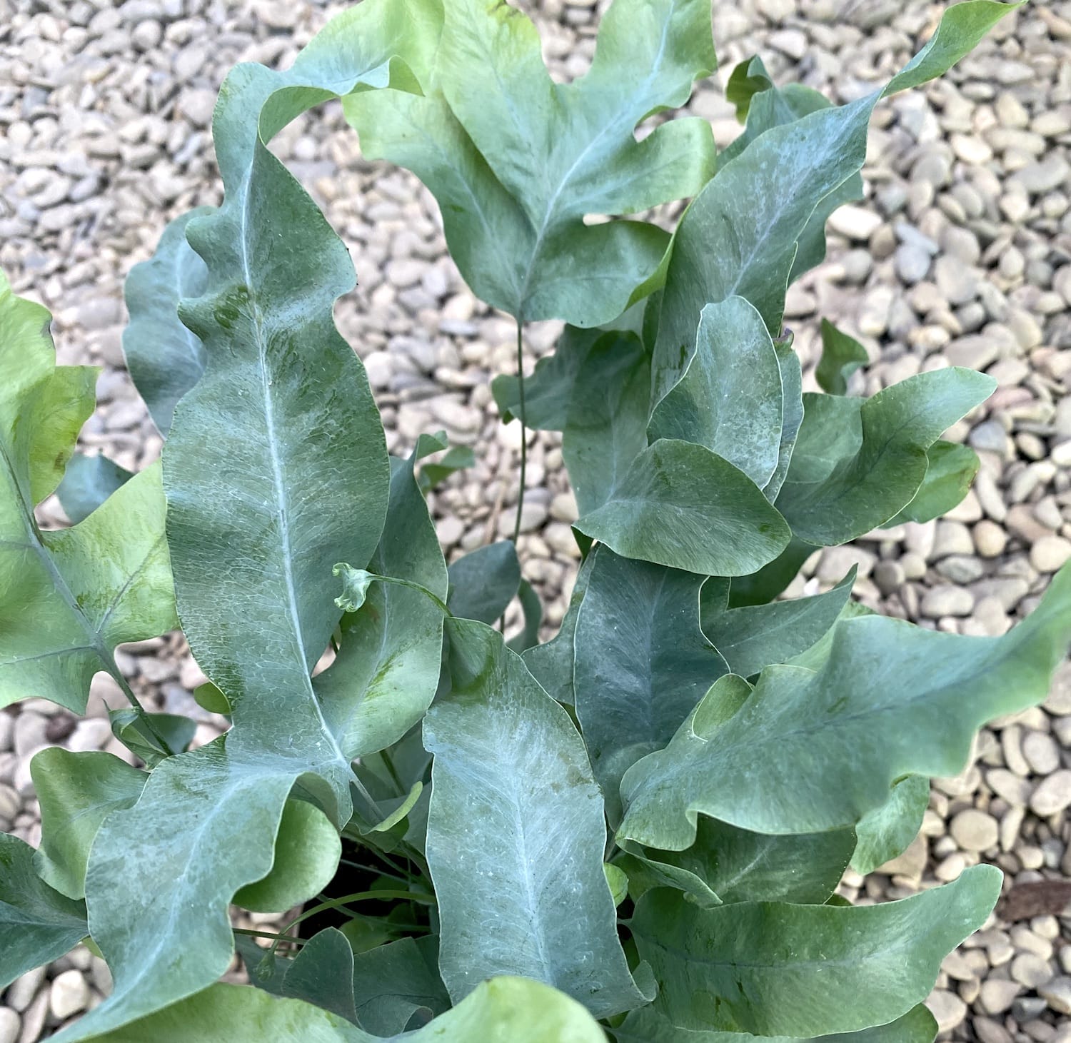 Phlebodium aureum 'Blue Star' - feriga tropicala cu frunzis albastru-verzui