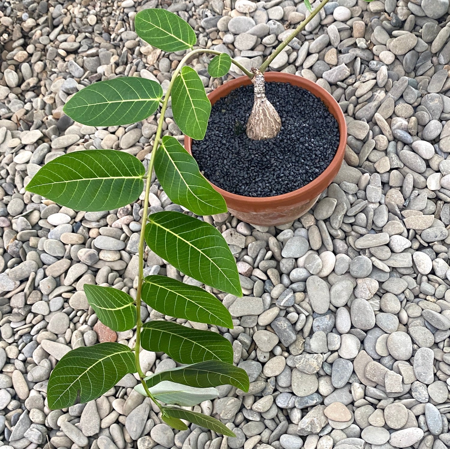 Phyllanthus mirabilis (caudex)