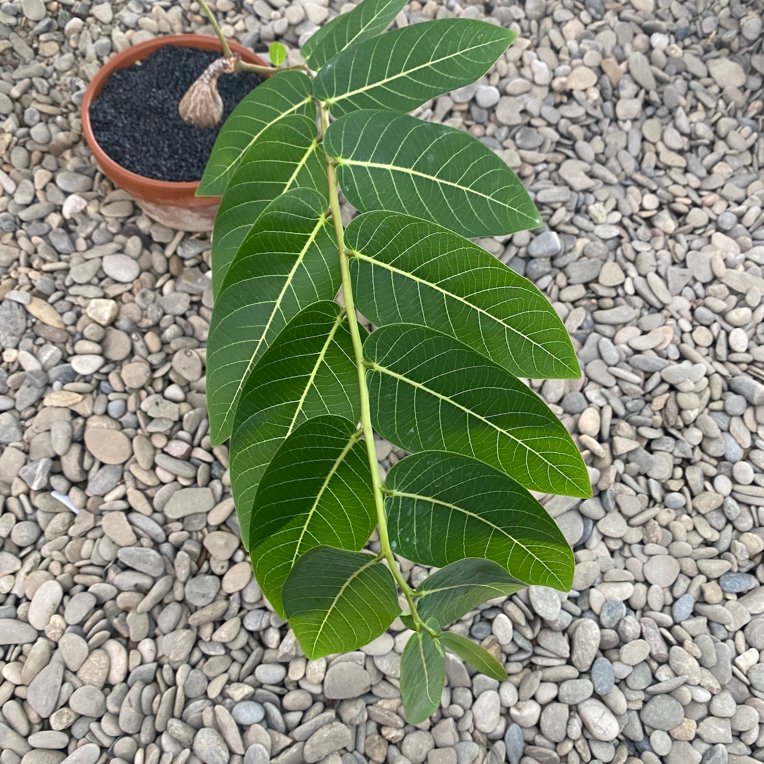 Phyllanthus mirabilis (caudex)