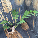 Phyllanthus mirabilis (caudex)