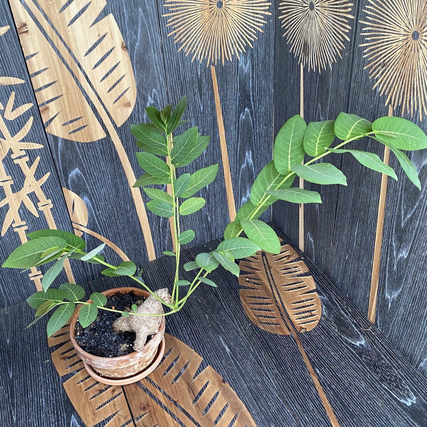 Phyllanthus mirabilis (caudex)