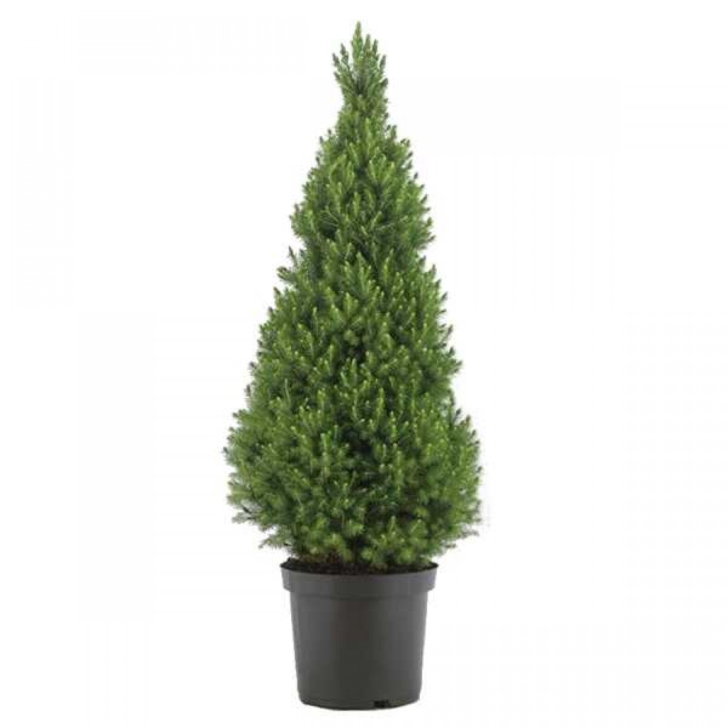 Picea Glauca Conica H90-100 cm - brad de Craciun in ghiveci