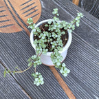 Pilea Glauca Greysy