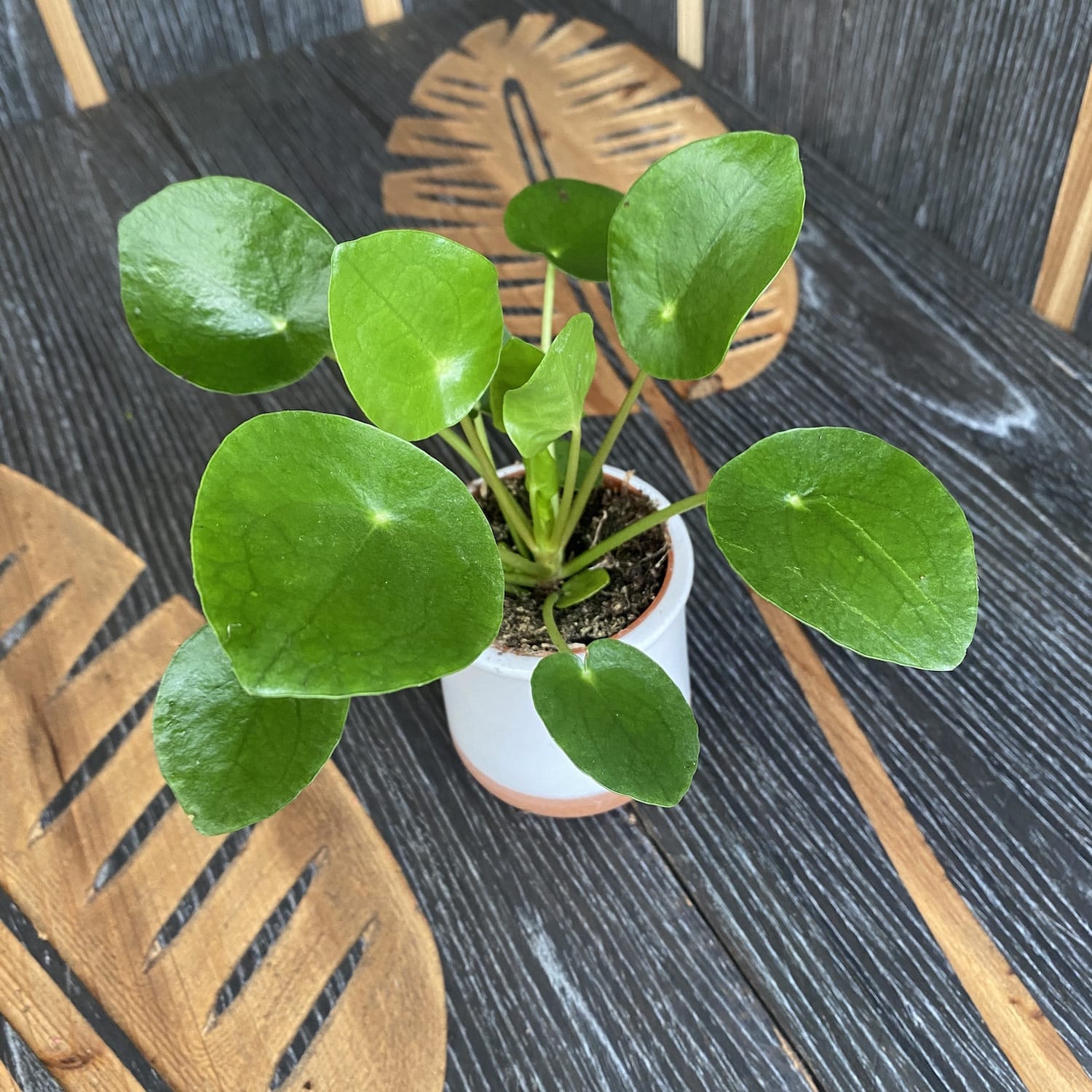 Pilea Peperomioides - money plant (Chinese Money Plant) *babyplant