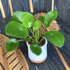 Pilea Peperomioides - money plant (Chinese Money Plant) *babyplant
