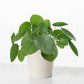 Pilea Peperomioides - planta banilor (Chinese Money Plant)