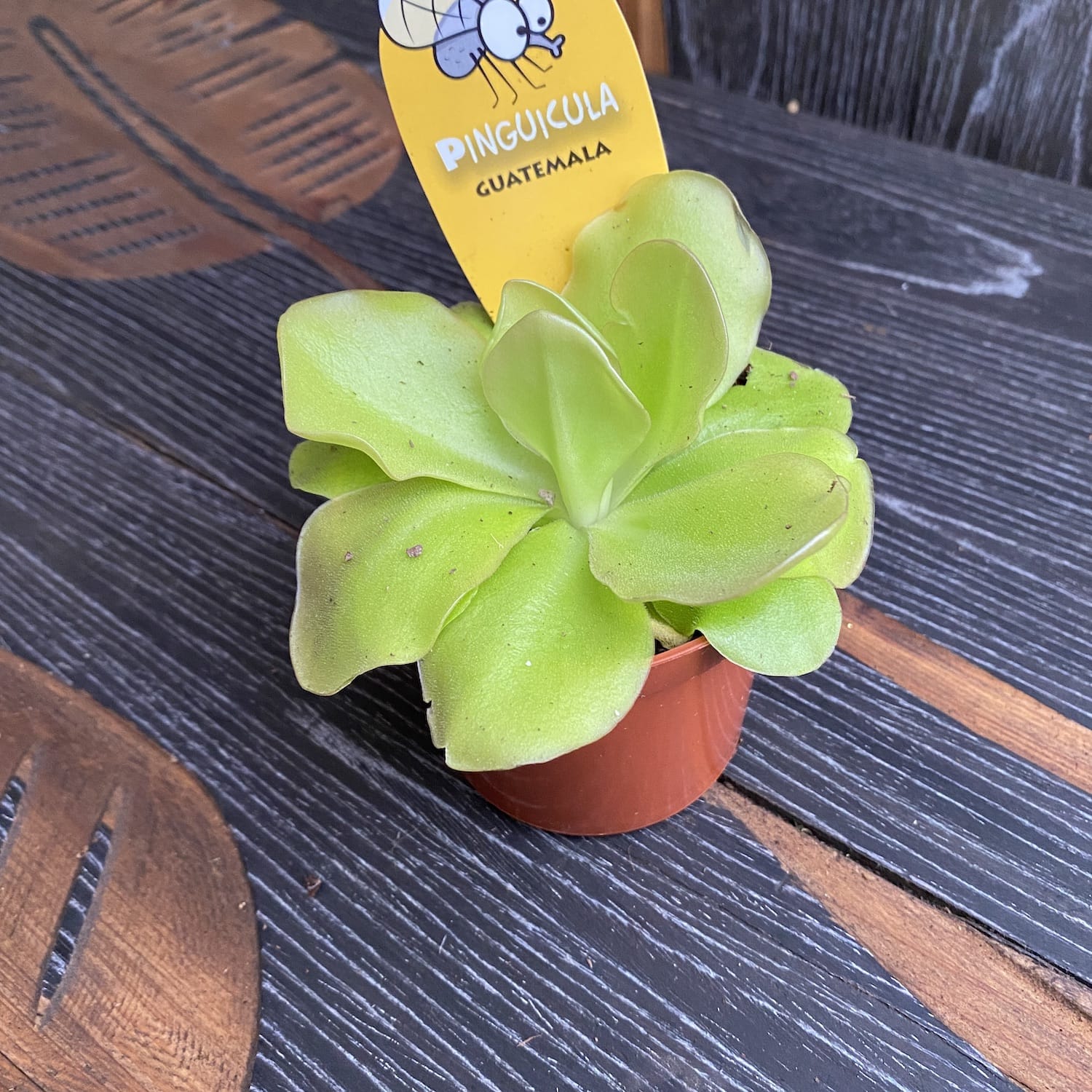 Planta carnivora Pinguicula Guatemala