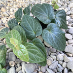 Piper ribesioides (bois de piment lao)