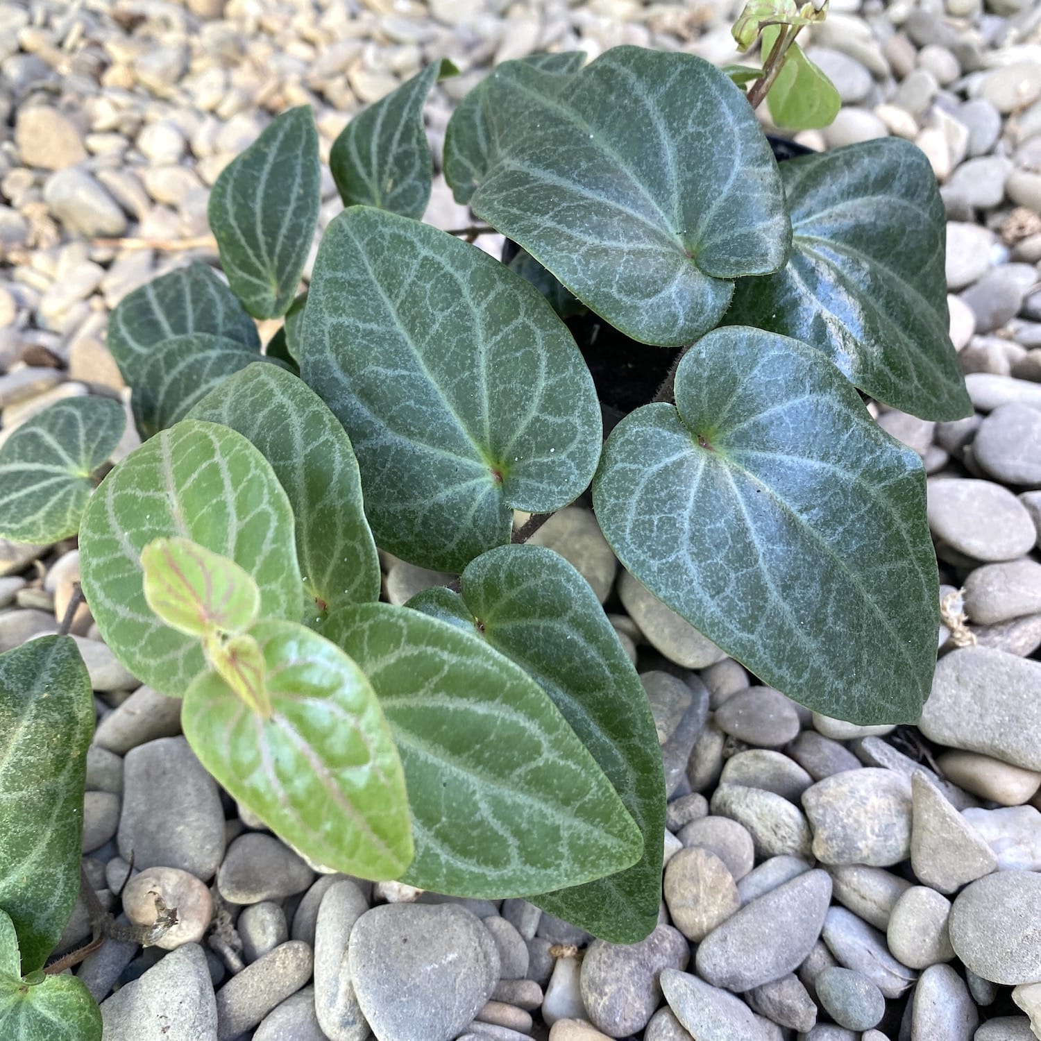 Piper ribesioides (Lao chili wood)