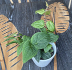 Piper ribesioides (bois de piment lao)