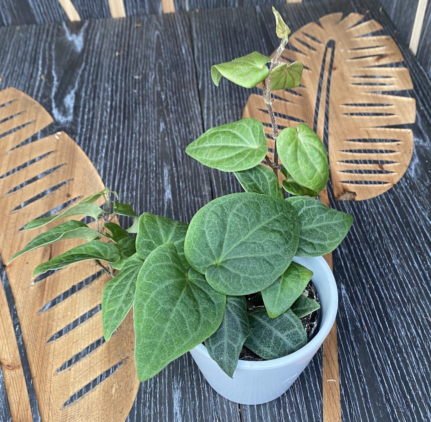 Piper ribesioides (Lao chili wood)