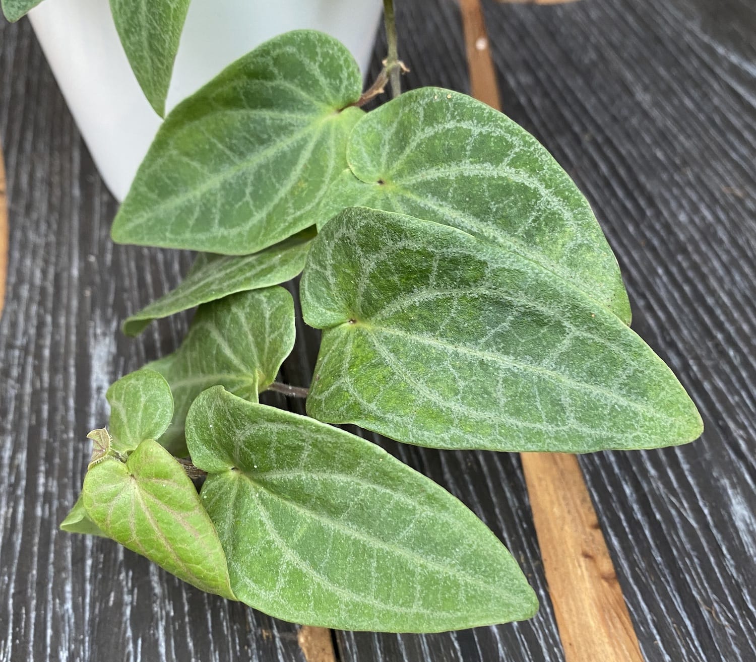 Piper ribesioides (Lao chili wood)
