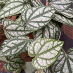 Piper sylvaticum (2-3 plante/ghiveci)