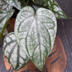 Piper sylvaticum (2-3 plante/ghiveci)