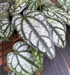 Piper sylvaticum (2-3 plante/ghiveci)