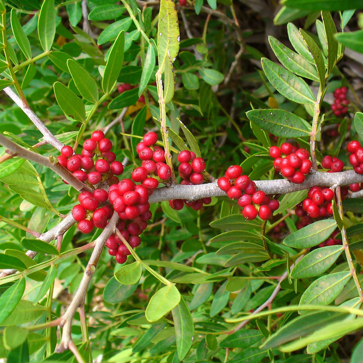 Mastic tree - Pistacia lentiscus