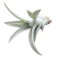 Plante aérofite Tillandsia Capitata Verte