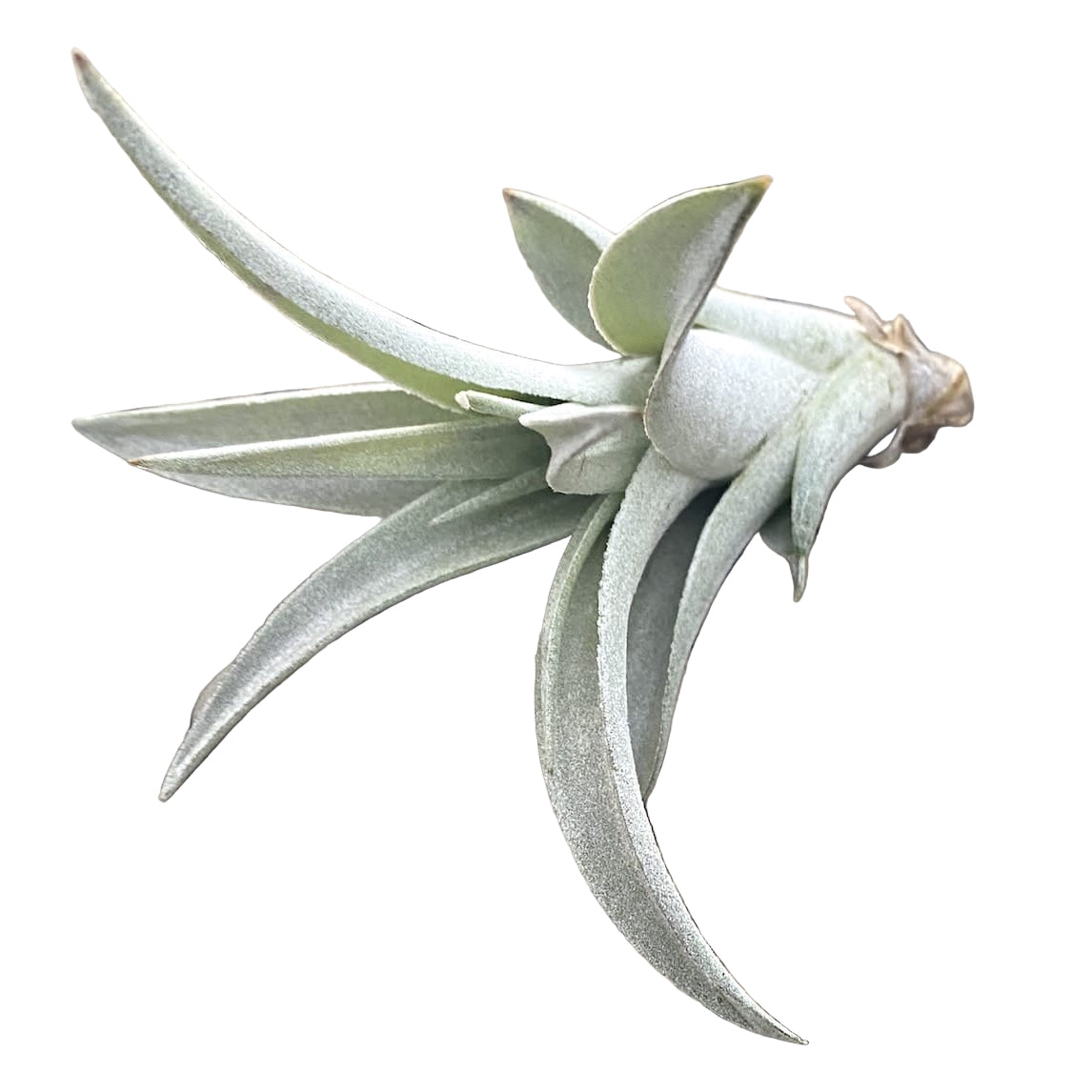 Planta aerofita Tillandsia Capitata Green