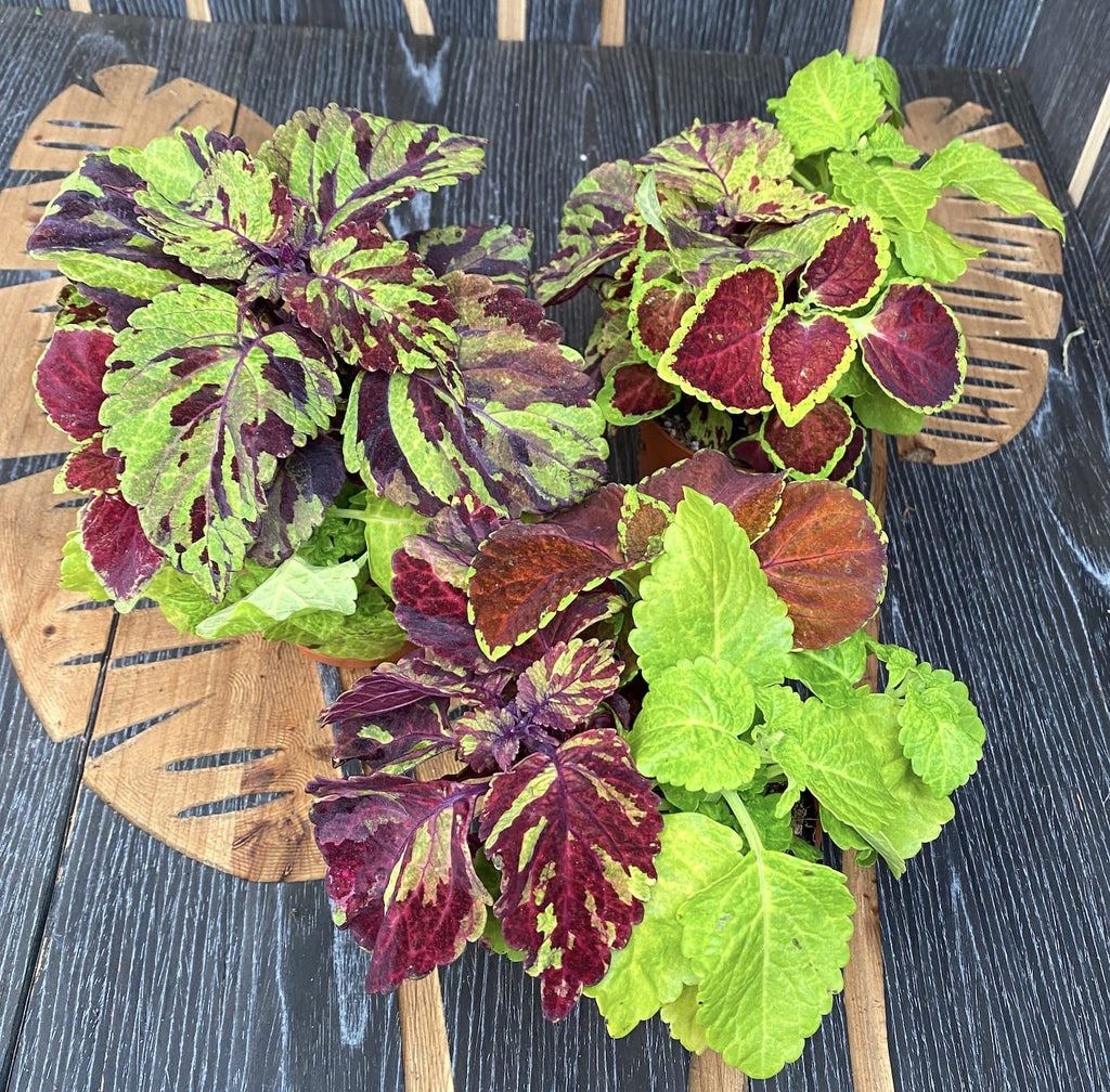 Plectranthus (brandnetel) - 3 kleuren/pot