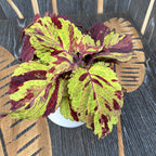 Plectranthus (csalánka) - 2 szín/cserép