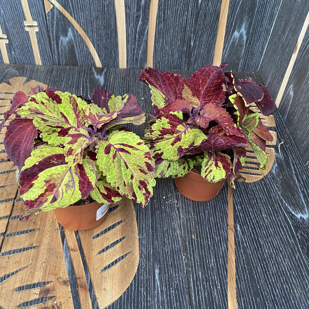 Plectranthus (petite ortie) - 2 couleurs/pot