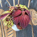 Plectranthus (csalánka) - 2 szín/cserép