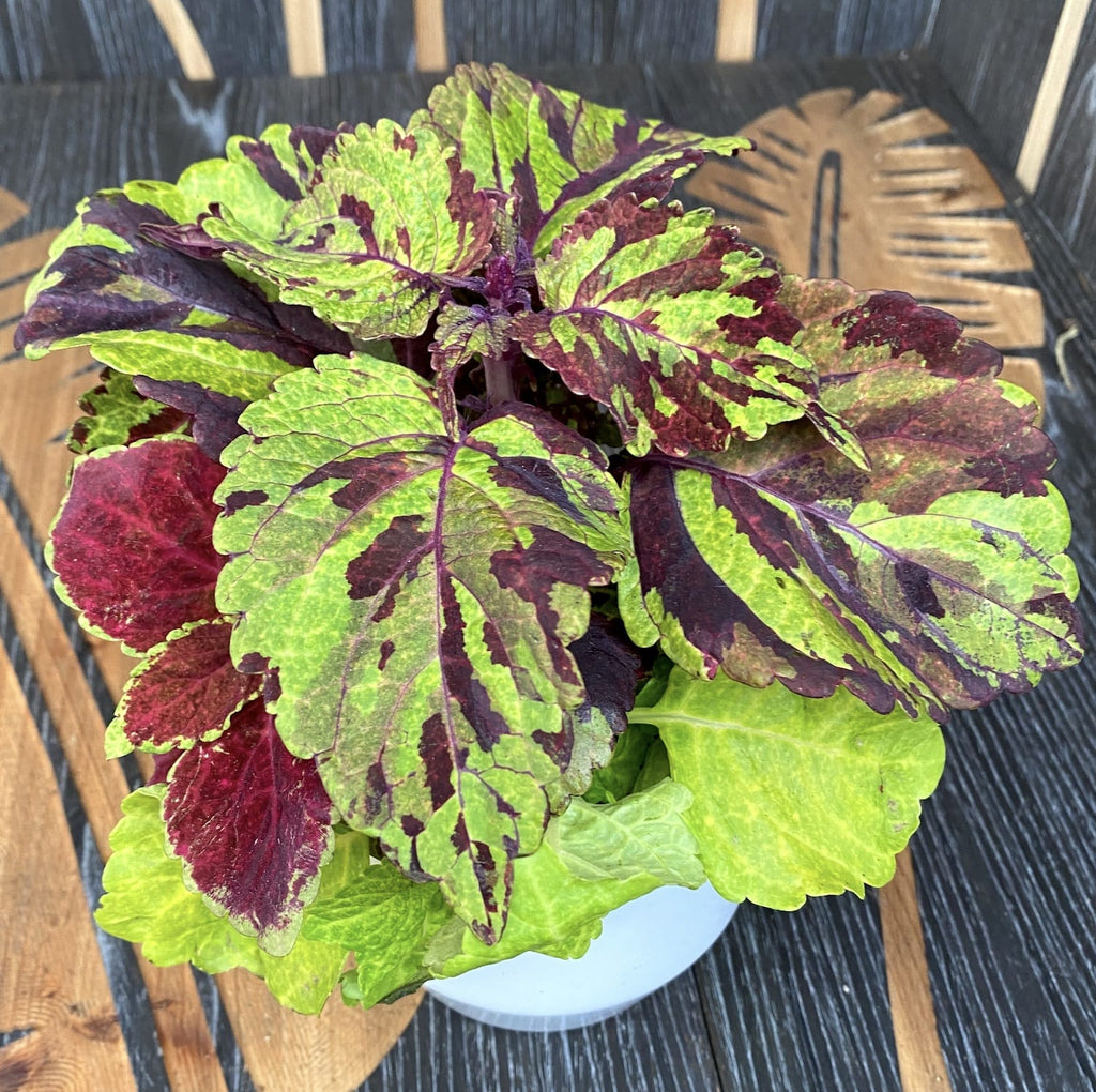 Plectranthus (brandnetel) - 3 kleuren/pot