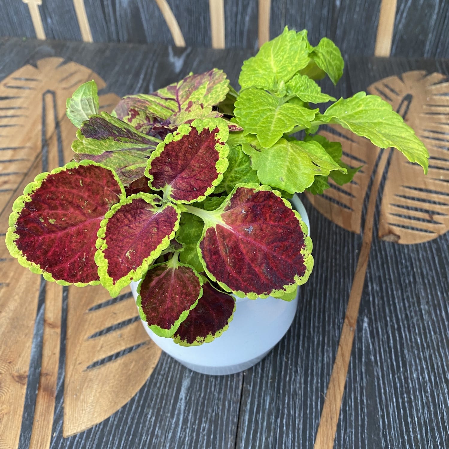 Plectranthus (urzicuta) - 3 culori/ghiveci