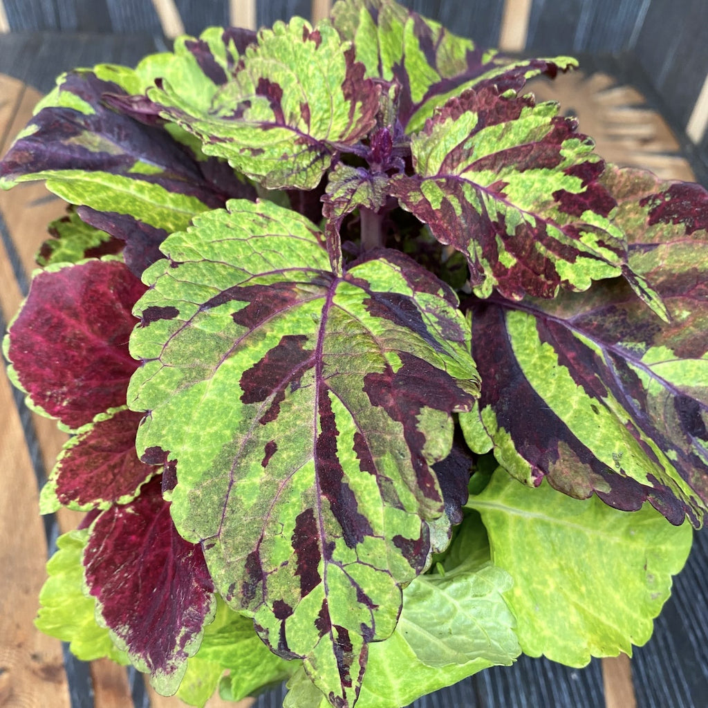 Plectranthus (brandnetel) - 3 kleuren/pot