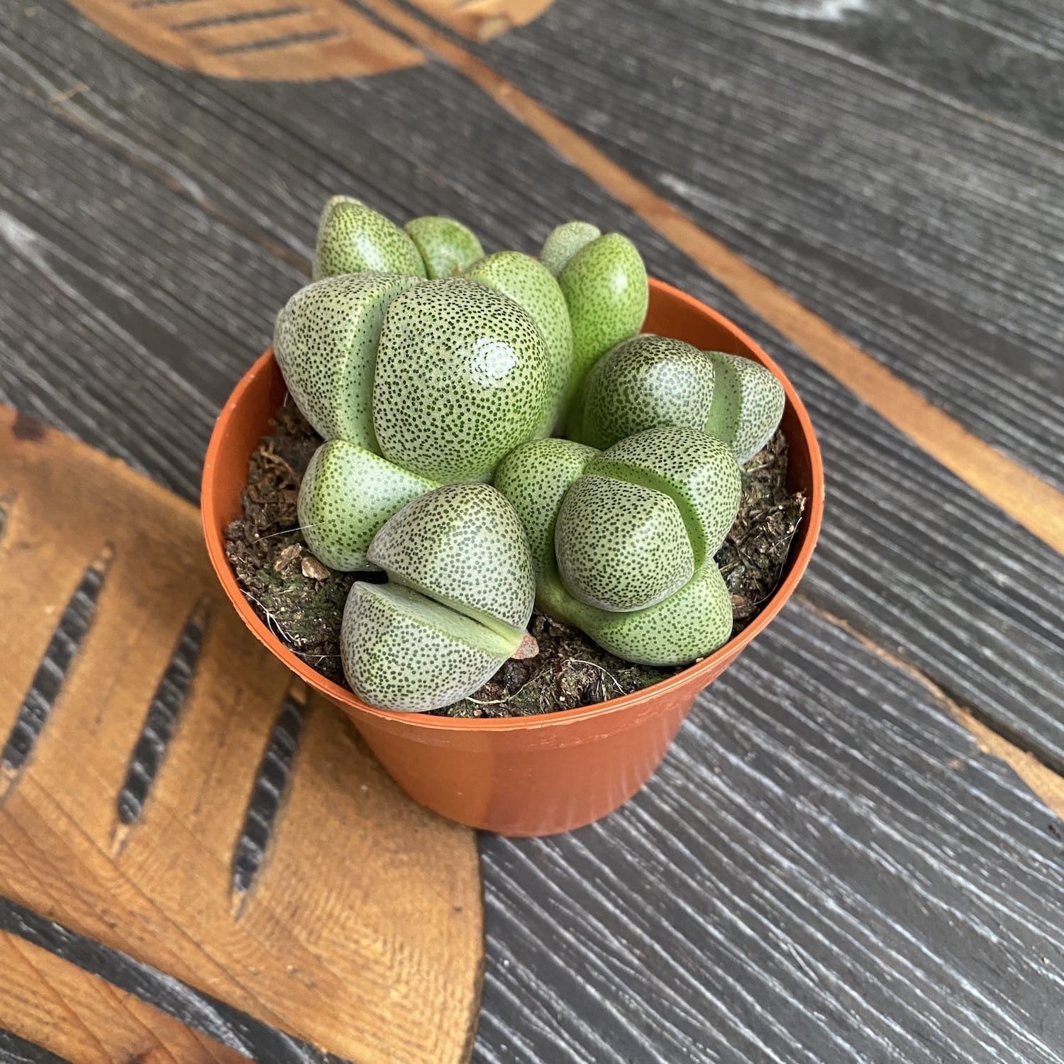 Pleiospilos nelii D8