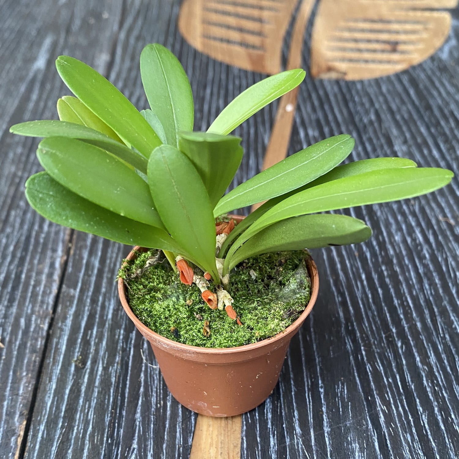 Pleurothallis tribuloides