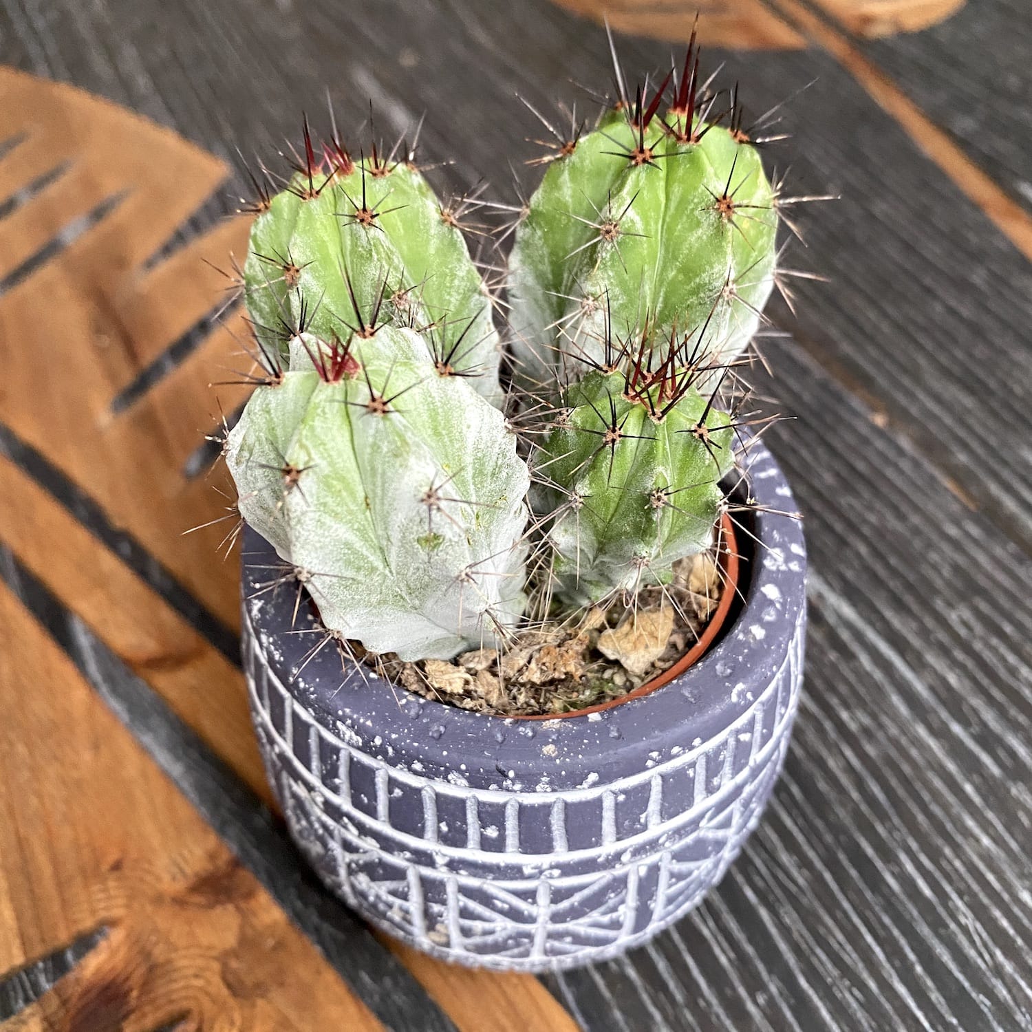 Cactus Polaskia chichipe