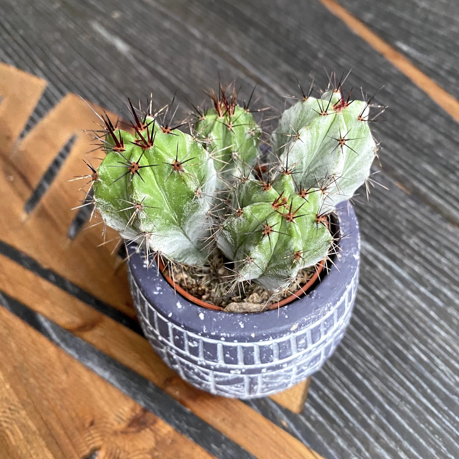 Cactus Polaskia chichipe