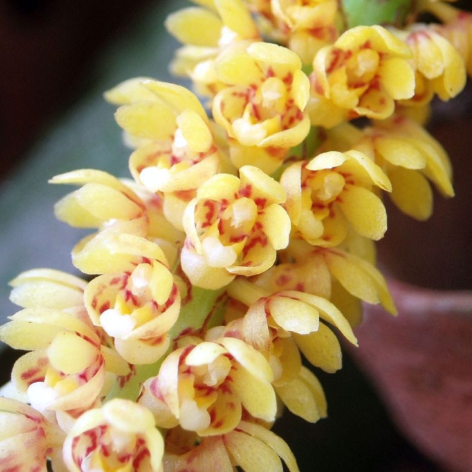 Pomatocalpa spicatum