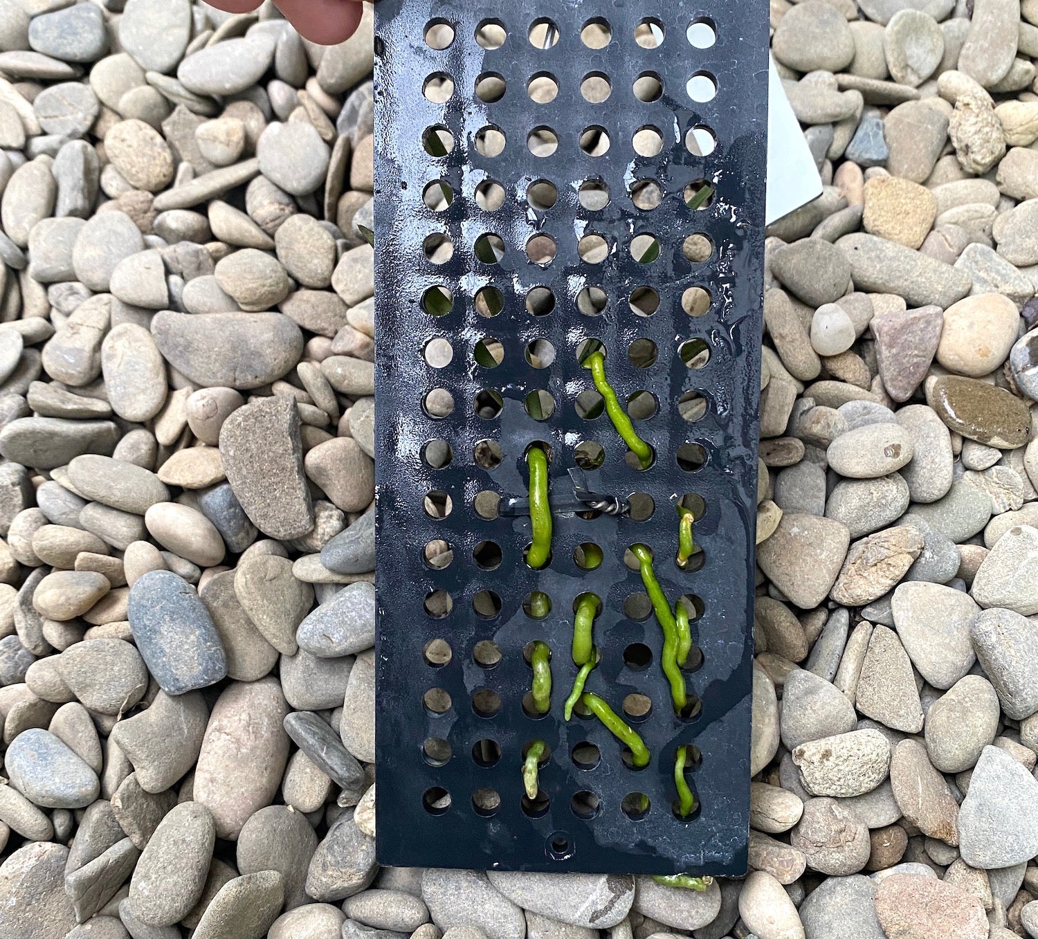 Pomatocalpa bambusarum (Robiquetia bambusara)