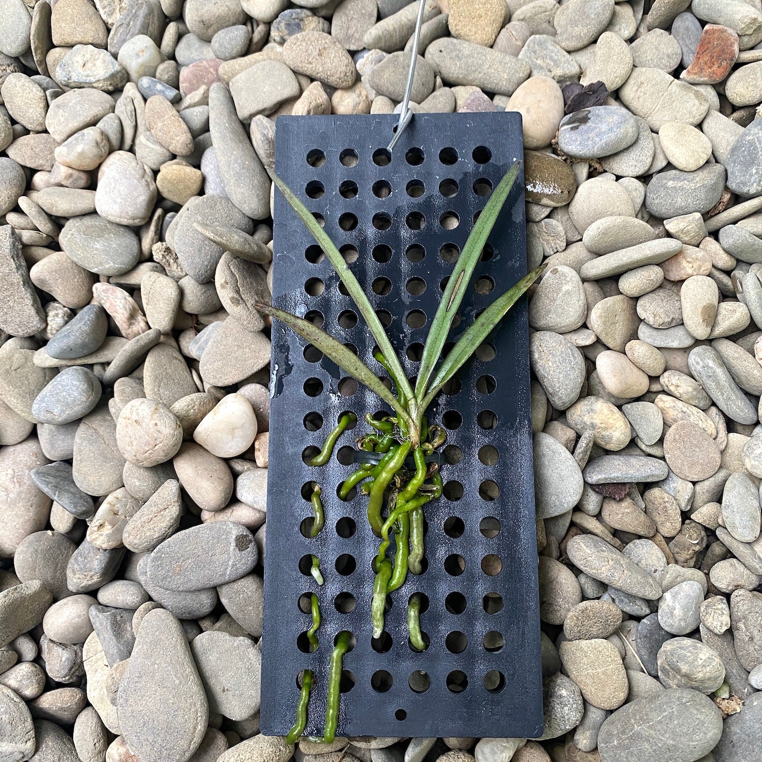 Pomatocalpa bambusarum (Robiquetia bambusara)