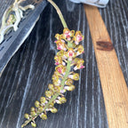 Pomatocalpa bambusarum (Robiquetia bambusara)