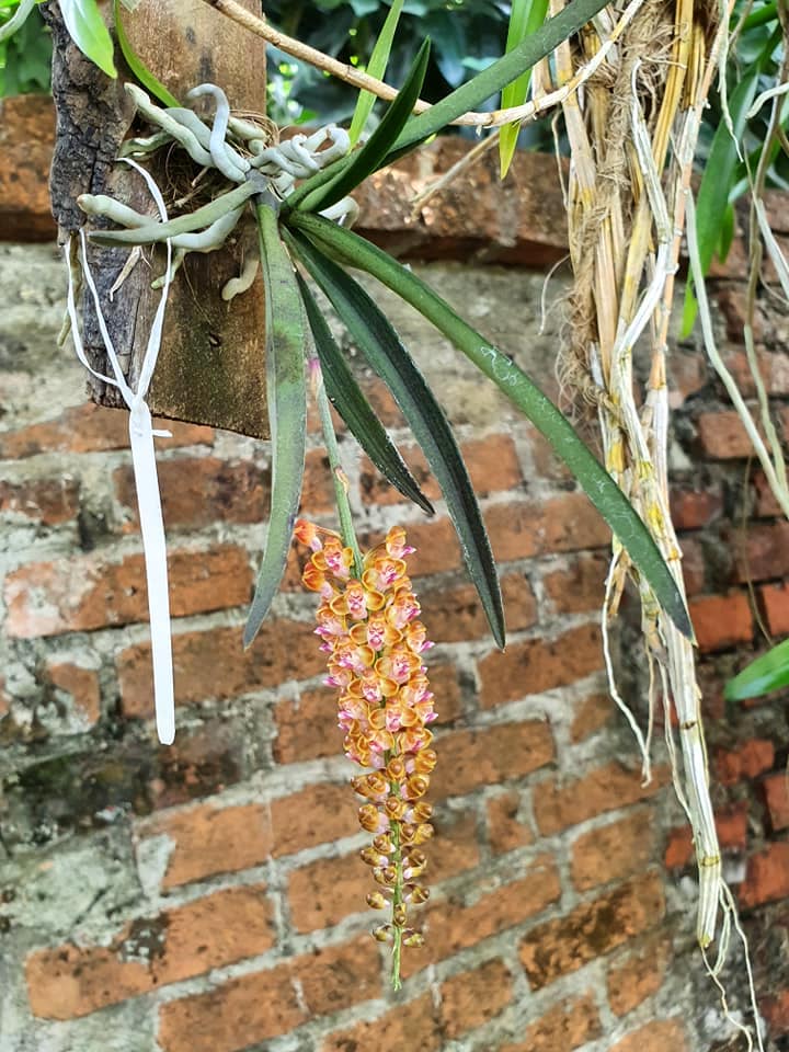 Pomatocalpa bambusarum (Robiquetia bambusara)