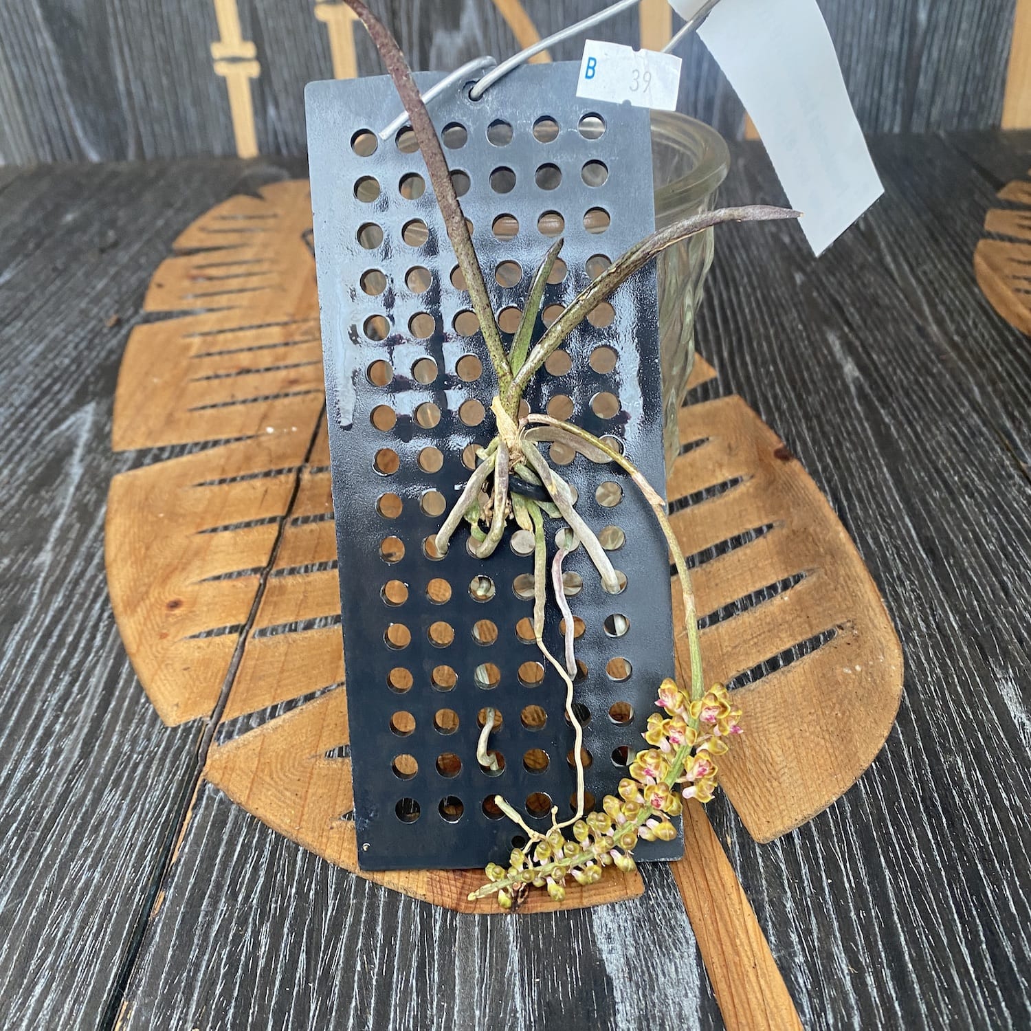 Pomatocalpa bambusarum (Robiquetia bambusara)