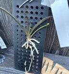 Pomatocalpa bambusarum (Robiquetia bambusara)