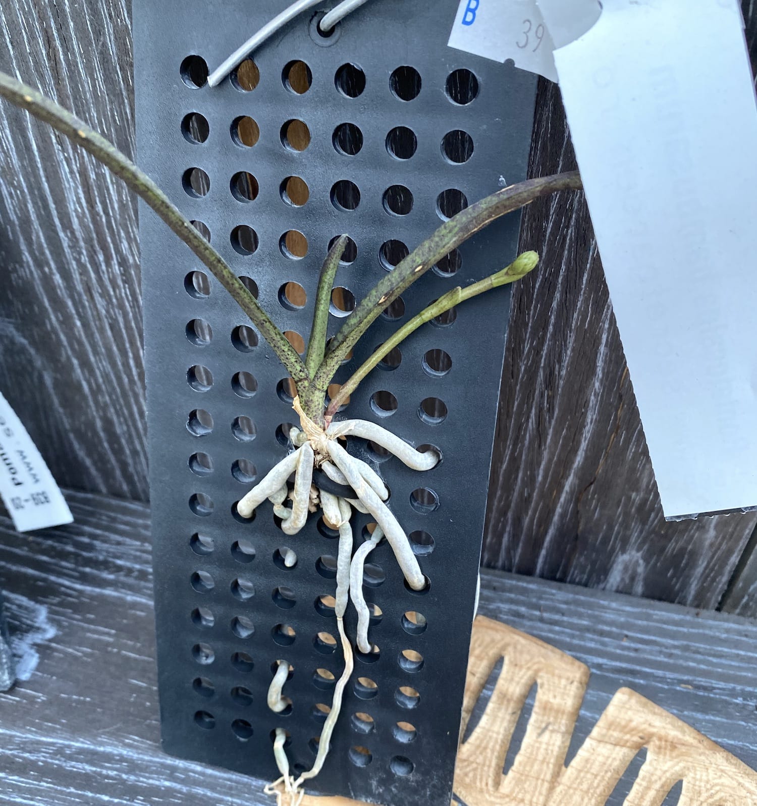 Pomatocalpa bambusarum (Robiquetia bambusara)