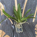 Pomatocalpa spicatum (Pomatocalpa spicata)