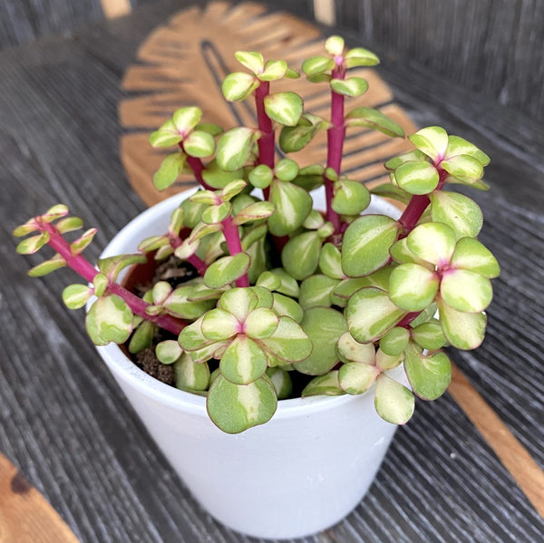 Portulacaria afra 'Medio-picta' (Mittelstreifen-Regenbogenstrauch)