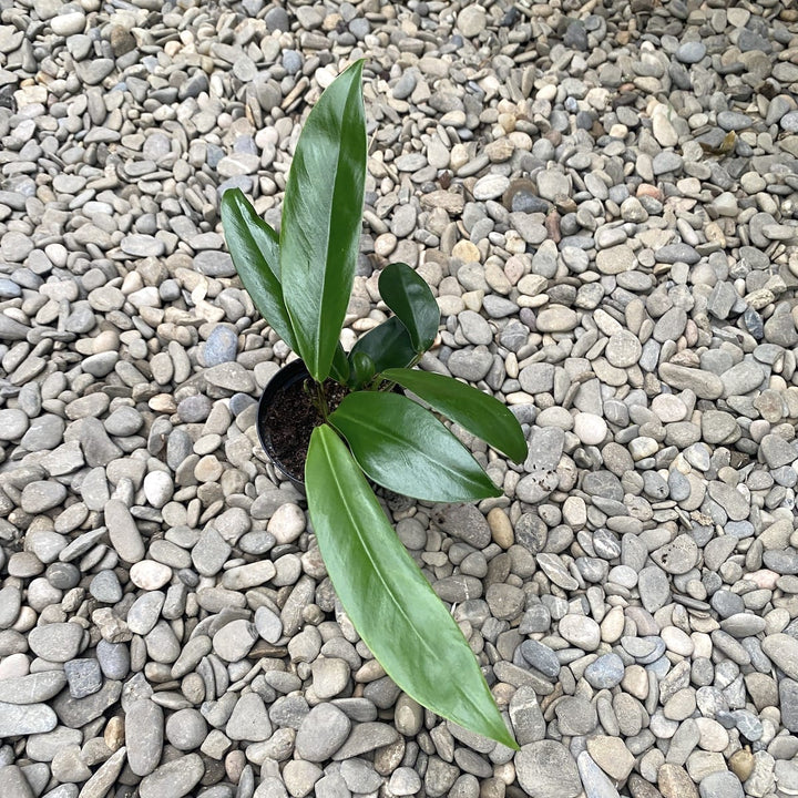 Pothos dolichophyllus