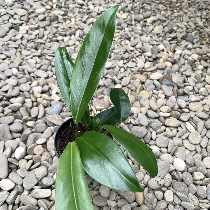 Pothos dolichophyllus