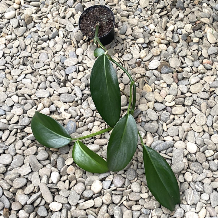 Pothos lancifolius