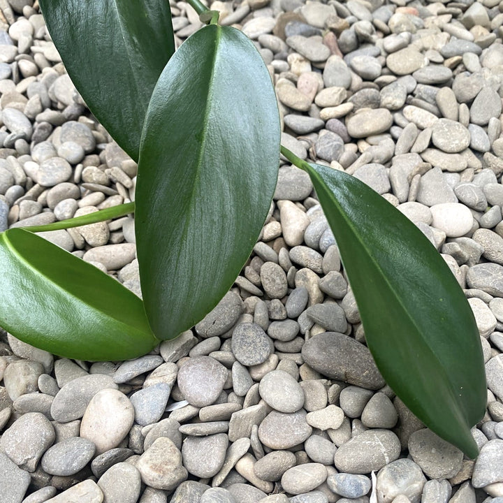 Pothos lancifolius