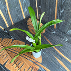 Prosthechea (Encyclia) radiata-fragrans - buntes Laub