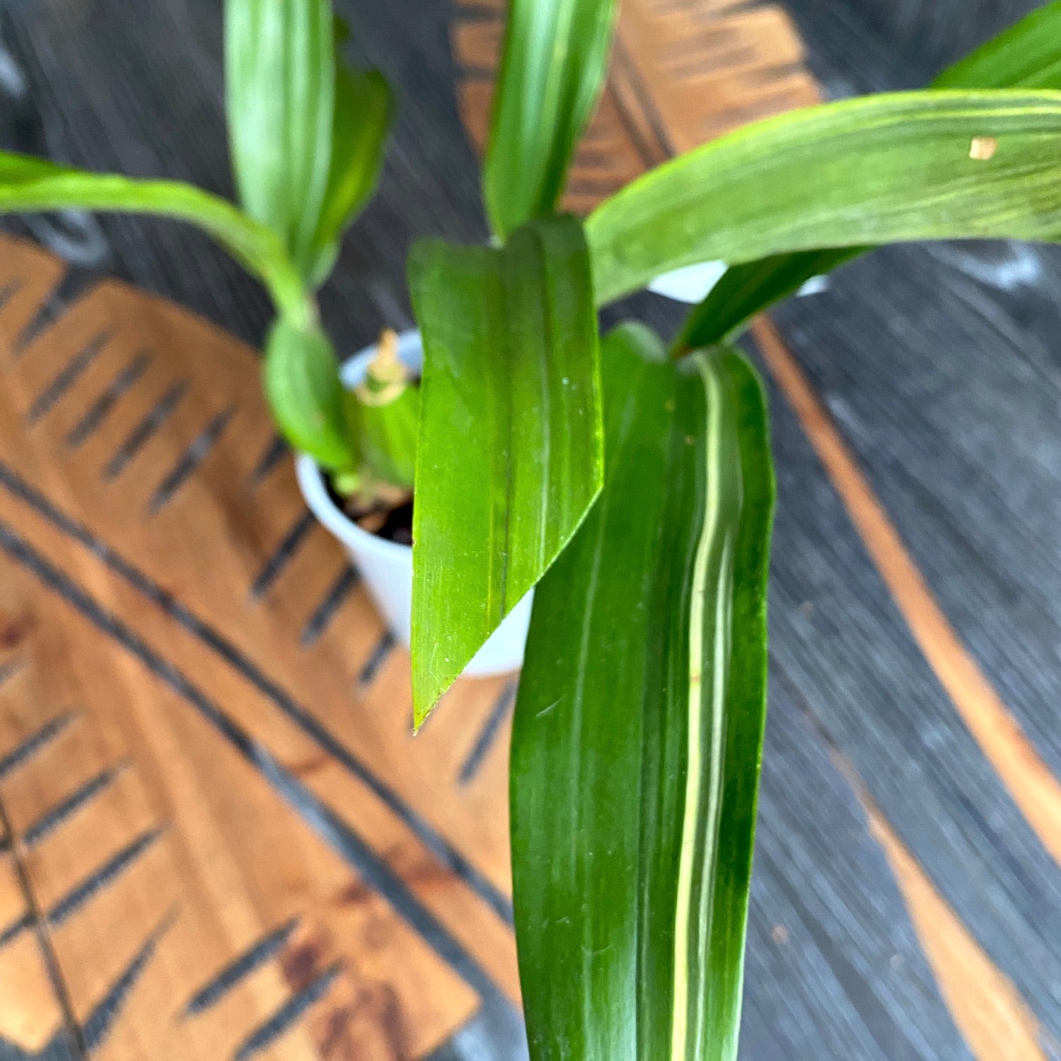 Prosthechea (Encyclia) radiata-fragrans - bonte bladeren