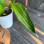 Prosthechea (Encyclia) radiata-fragrans - buntes Laub